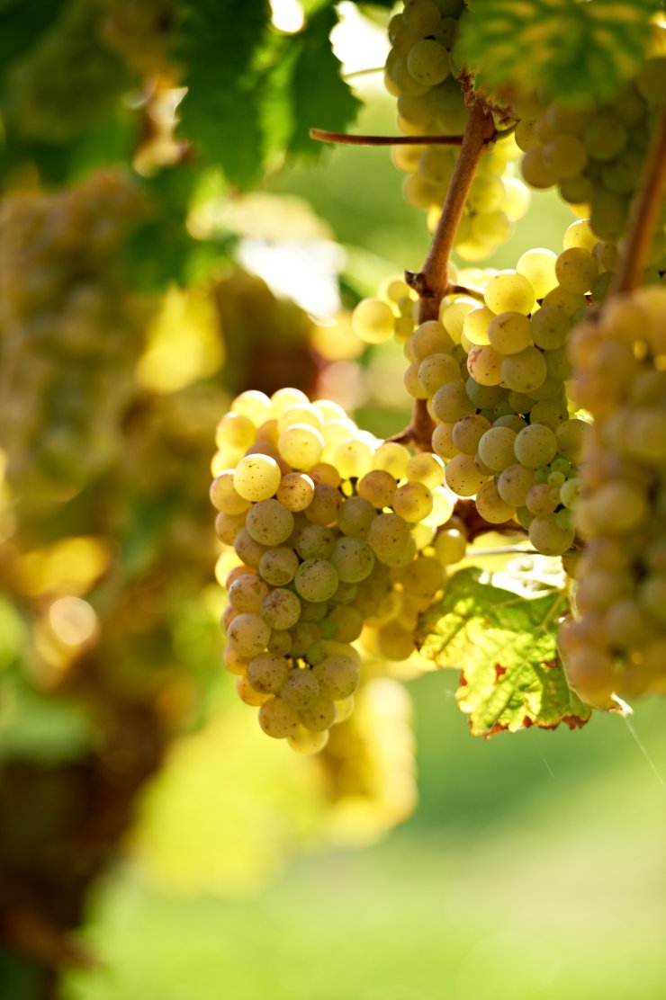 Riesling Riesling