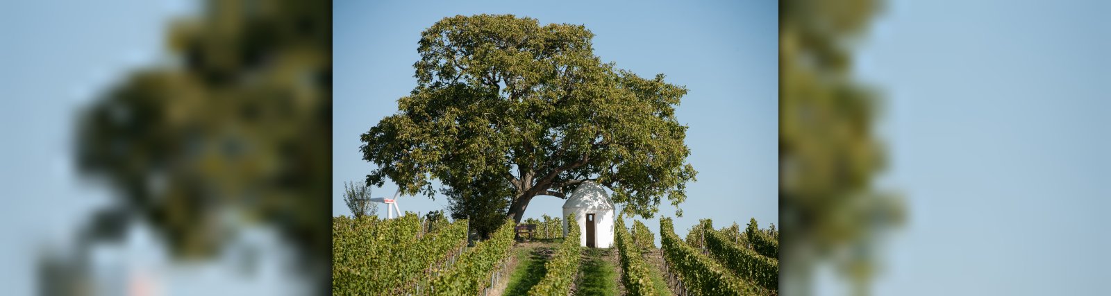Monsheim Verbandsgemeinde Monsheim Der Süden Rheinhessens
