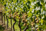 Flörsheim Dalsheim-24.jpg