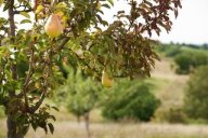 Streuobstwiese im Zellertal Monsheim-157.jpg
